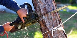 Best Fruit Tree Pruning  in Upper Brookville, NY