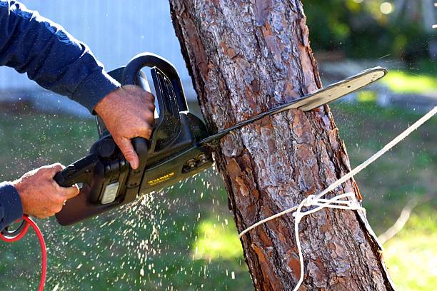 Best Tree Health Inspection  in Upper Brookville, NY