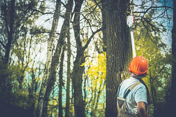 Best Root Management and Removal  in Upper Brookville, NY