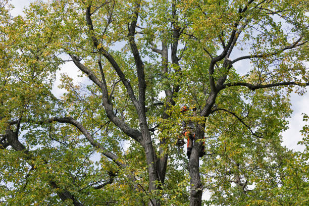 Best Arborist Consultation Services  in Upper Brookville, NY